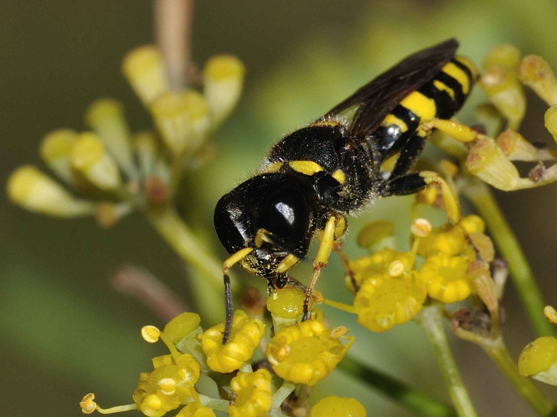 Hymenoptera - Cabronidae - Ectemnius sp?